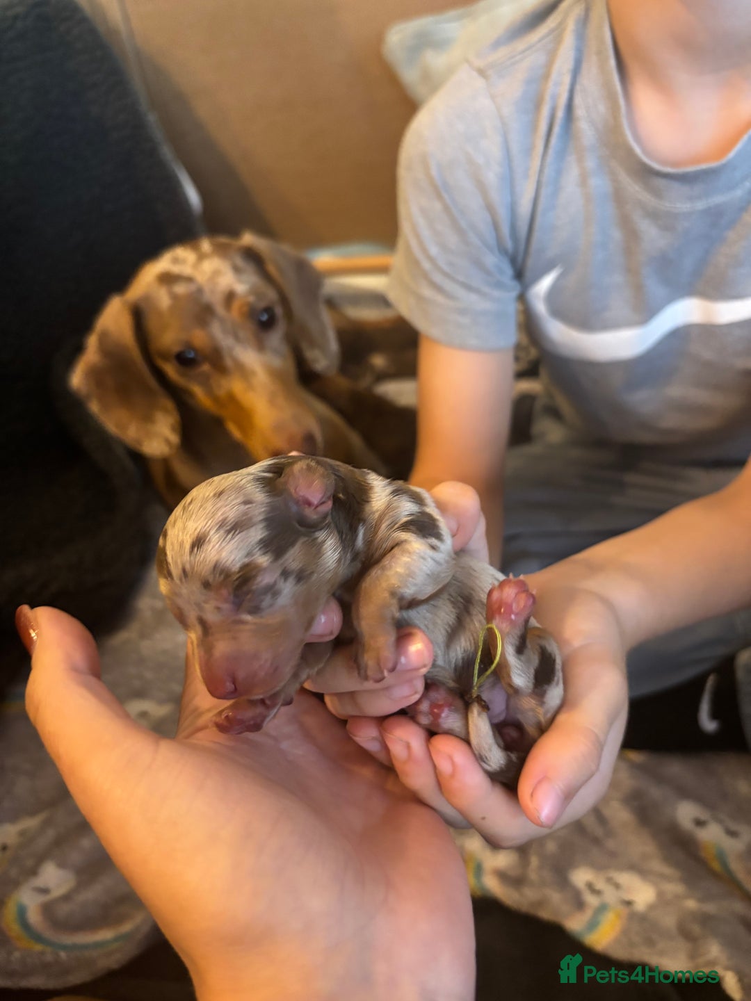 Miniature Dachshund dogs for sale: Miniature dachshund  - Advert 27