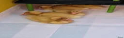 Ducks poultry for sale: Cherry Valley White Ducklings in New Malden - Advert 1