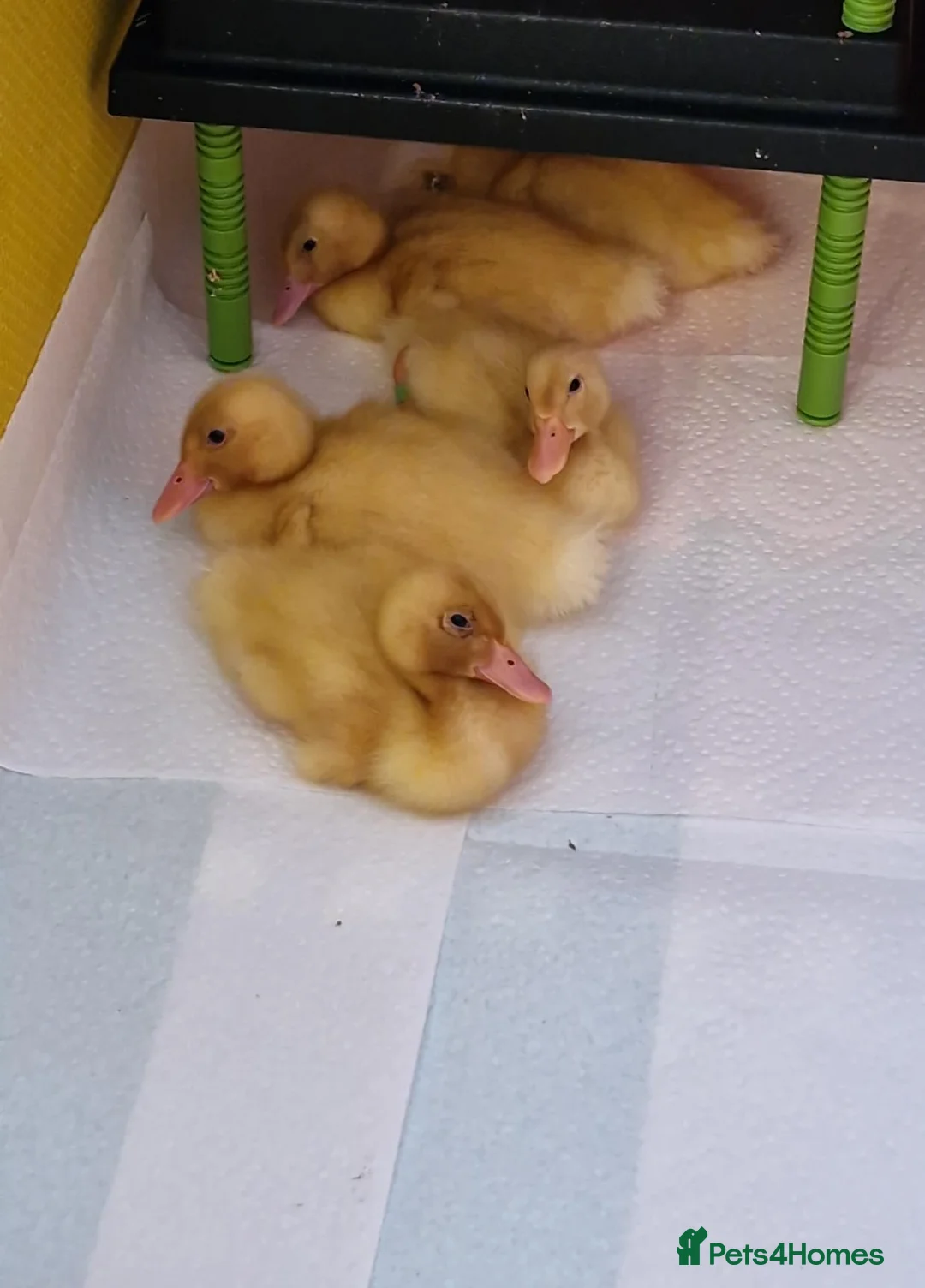 Ducks poultry for sale: Cherry Valley White Ducklings in New Malden - Advert 1