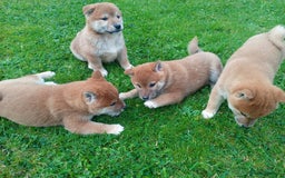 Japanese Shiba Inu dogs for sale: Japanese shiba inu puppies for sale, kc reg.  - Image 1