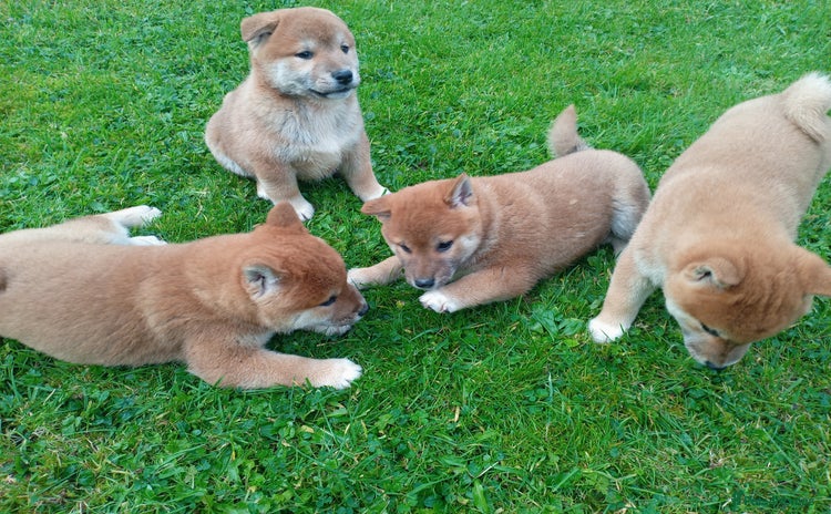 Japanese Shiba Inu dogs - Advert 1