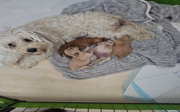 Maltipoo dogs for sale: 3 fabulous teddybear Maltipoo girls  - Image 13