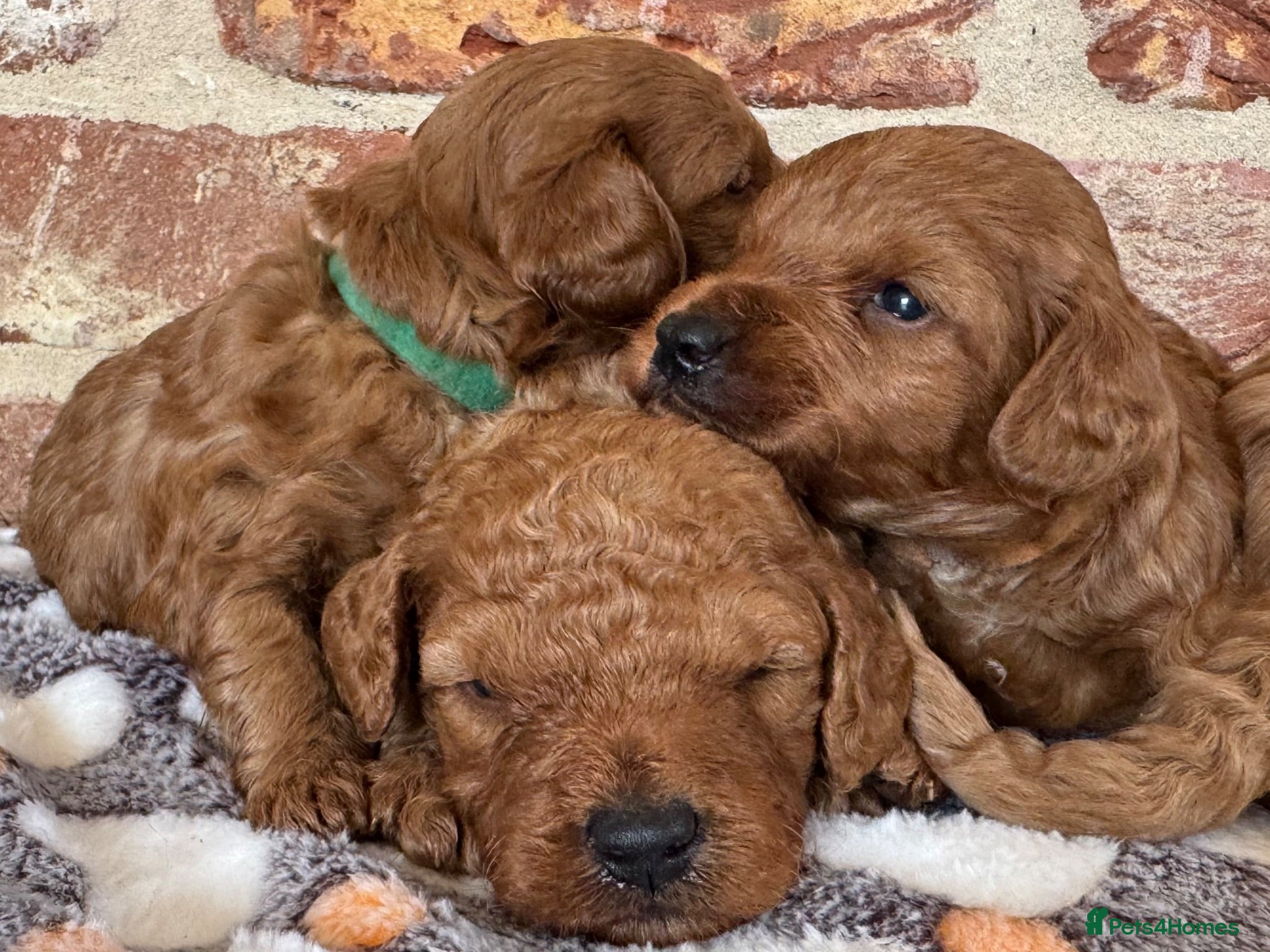 Cockapoo dogs F1b Red cockapoos 🤎 - Advert 1