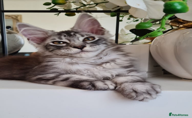 Maine Coon cats - Advert 1