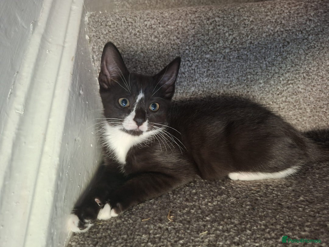 Mixed Breed cats for sale: Lots of cats/kittens up for adoption  - Image 26