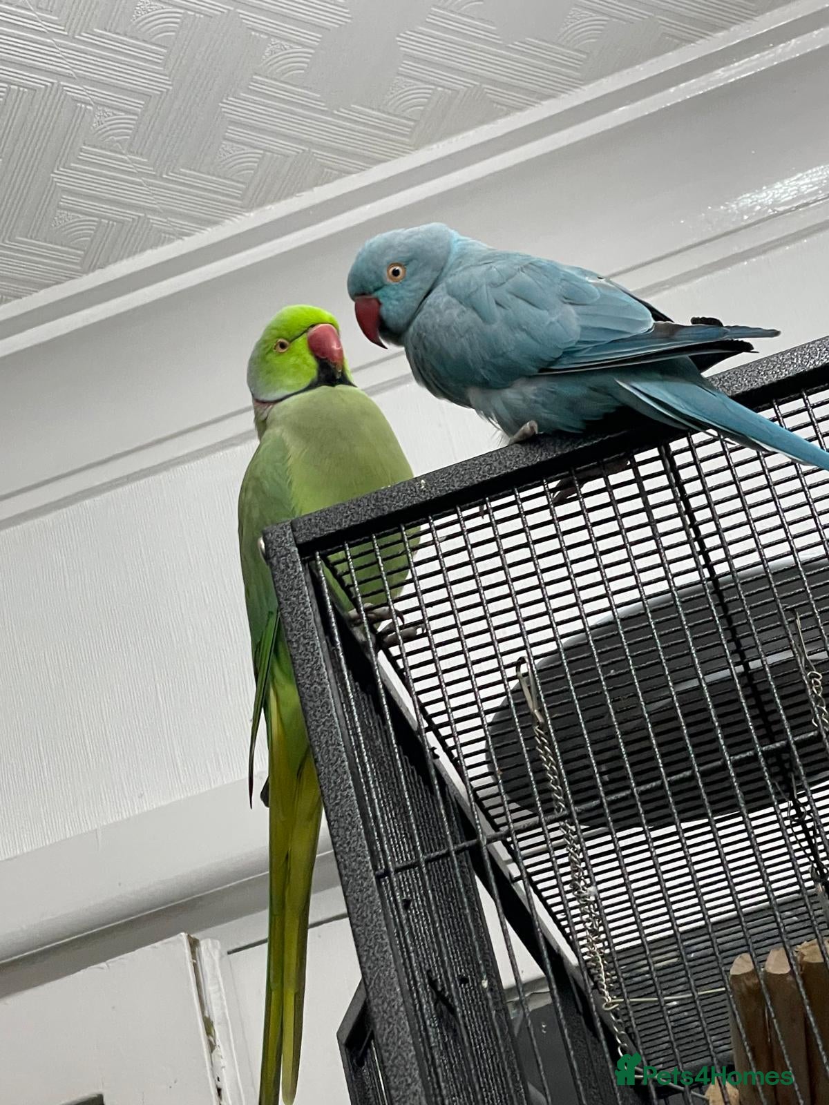 Parakeets birds Pair of IndianRingneck + Cage proven Breeding Pair - Advert 2