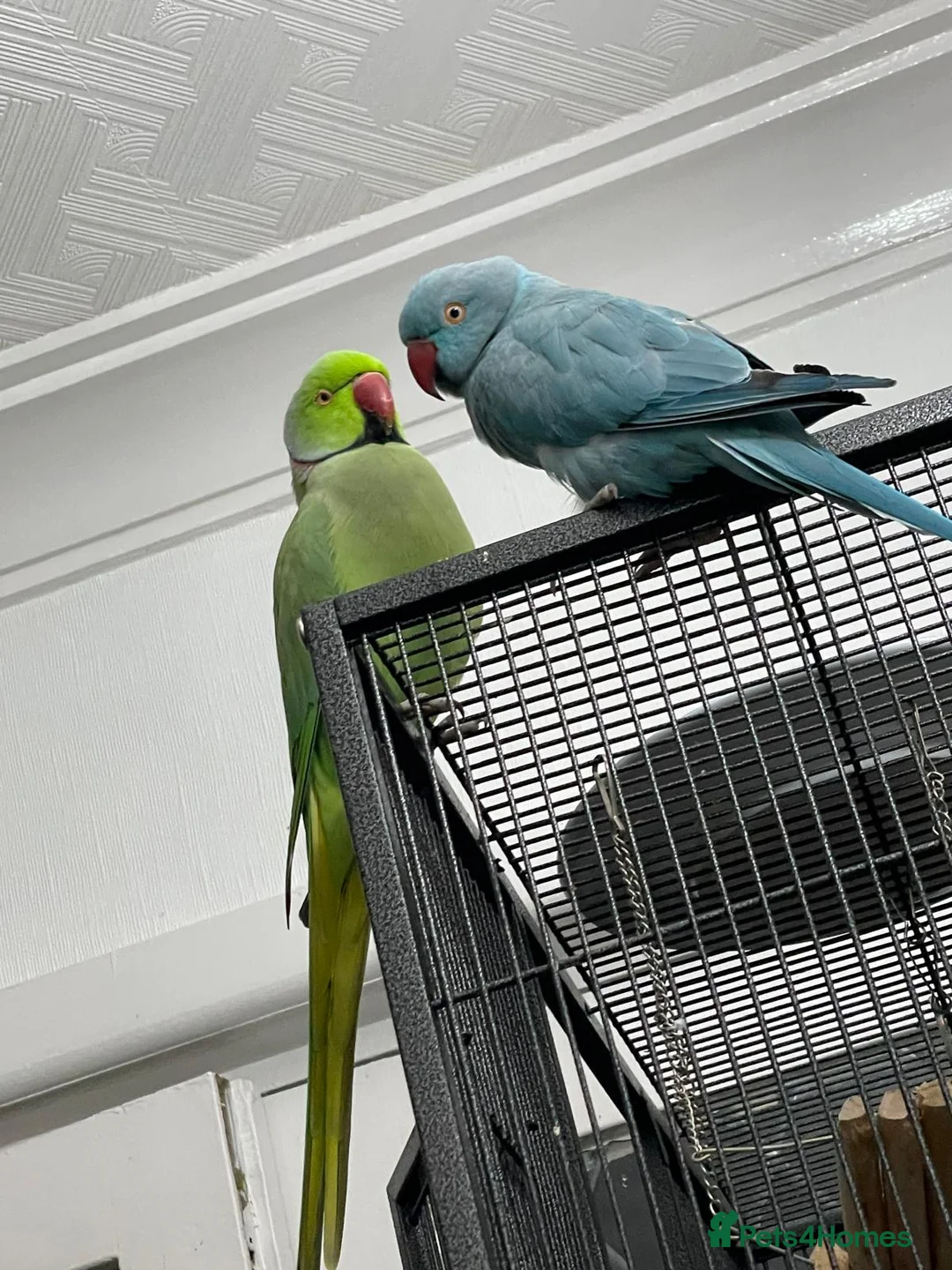 Parakeets birds for sale: Pair of IndianRingneck + Cage proven Breeding Pair in Burnley - Advert 1
