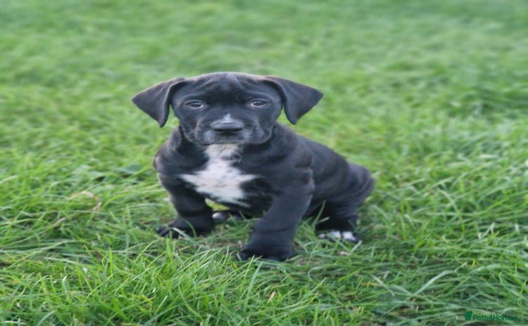 Mixed Breed dogs - Advert 1