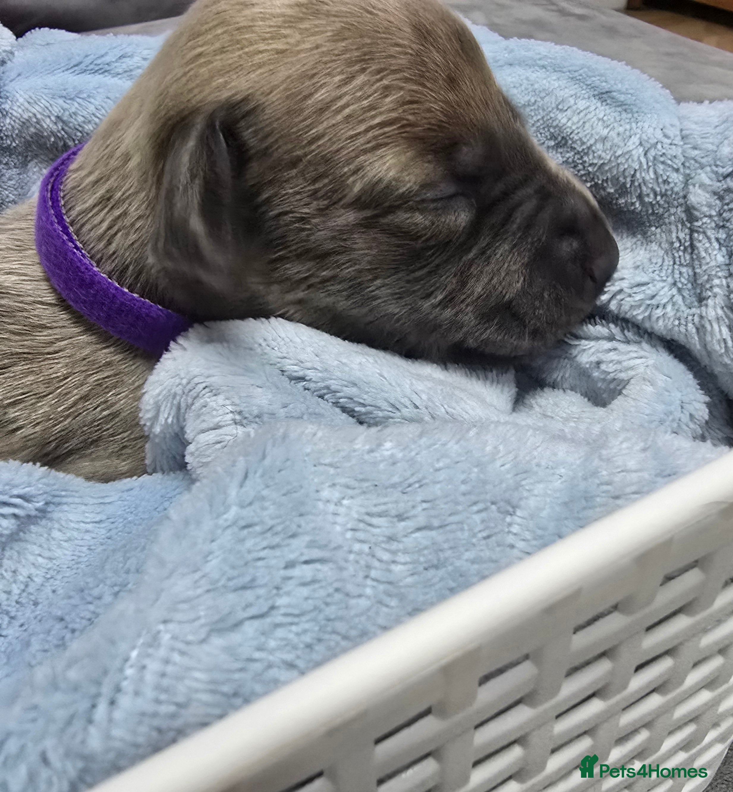 Whippet dogs Beautiful kc puppies not ready for 7 weeks  - Advert 2