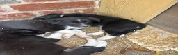 Border Collie dogs for sale: Georgeous friendly well bred border collies - Advert 2