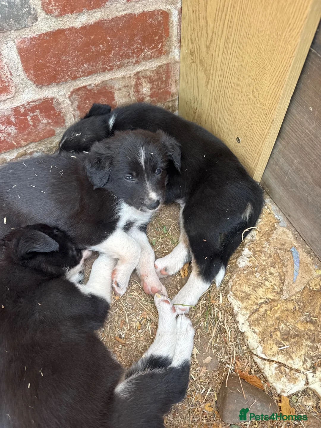 Border Collie dogs for sale: Georgeous friendly well bred border collies - Advert 2