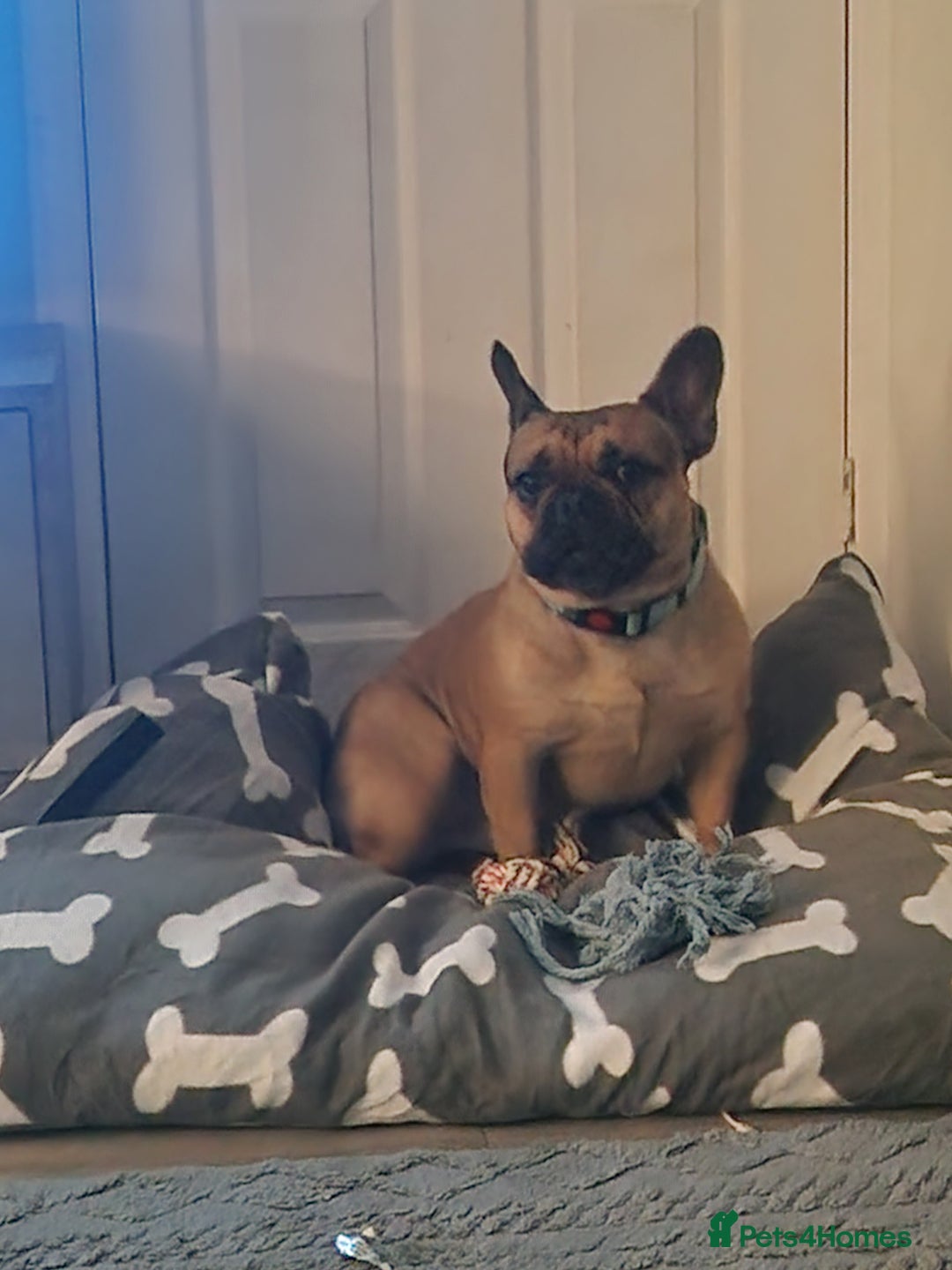 French Bulldog dogs for sale: Amazing lovely Frenchy  - Advert 3