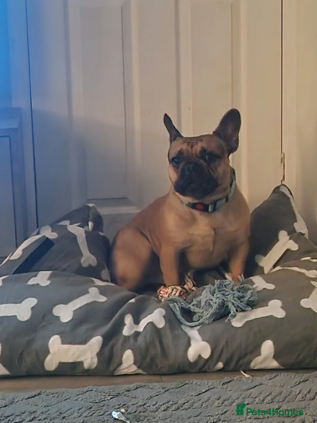 French Bulldog dogs for sale: Amazing lovely Frenchy  - Advert 3