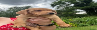 Springador 1