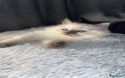 Ragdoll cats for sale: Cute Ragdoll kitten for sale ready for rehoming  - Advert 1