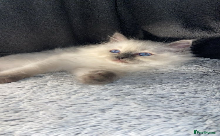 Ragdoll cats Cute Ragdoll kitten for sale ready for rehoming  - Advert 1