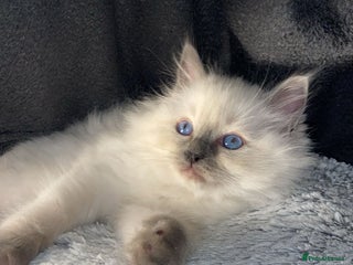 Ragdoll cats for sale: Cute Ragdoll kitten for sale ready for rehoming - Advert 1