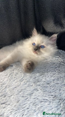 Ragdoll cats Cute Ragdoll kitten for sale ready for rehoming - Advert 5