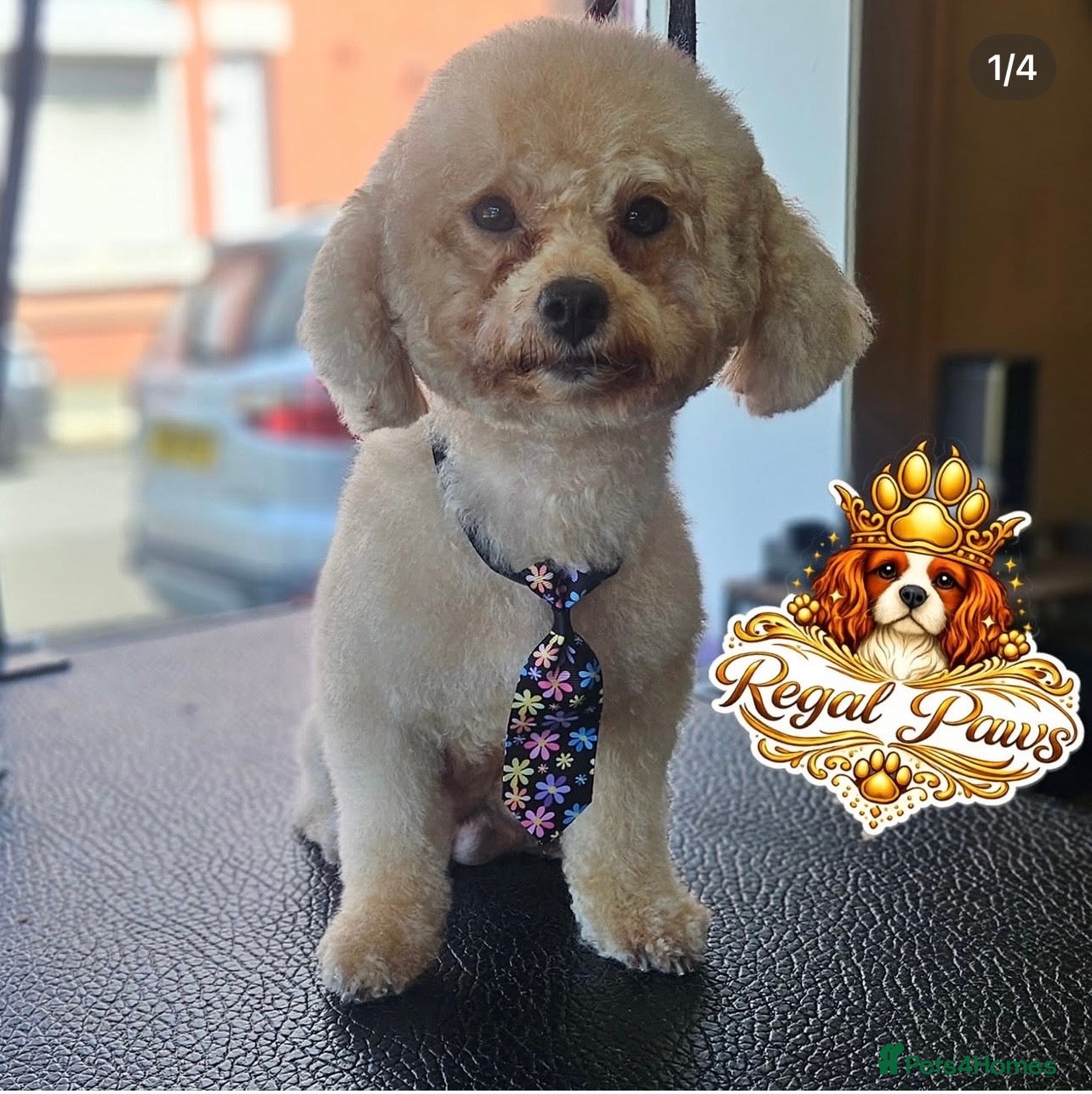 Poochon dogs Toy poochon - Advert 11