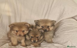 Pomeranian dogs for sale: Extensively health tested pom puppies  - Image 1