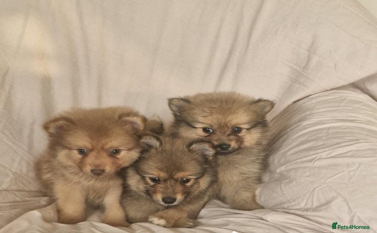 Pomeranian dogs - Advert 1