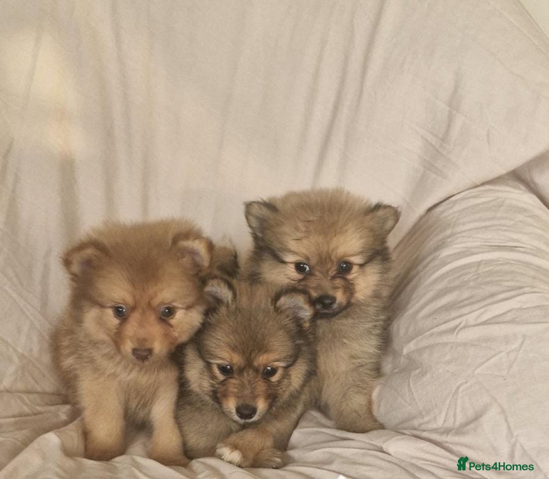 Pomeranian dogs for sale: Extensively health tested pom puppies  - Image 1