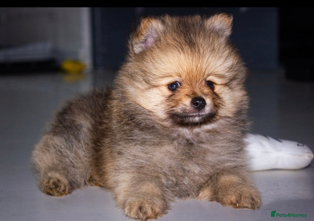 Pomeranian dogs for sale: Beautiful pomeranian pups in Houghton le Spring - Image 32