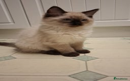 Ragdoll cats for sale: Ragdolls - Image 6