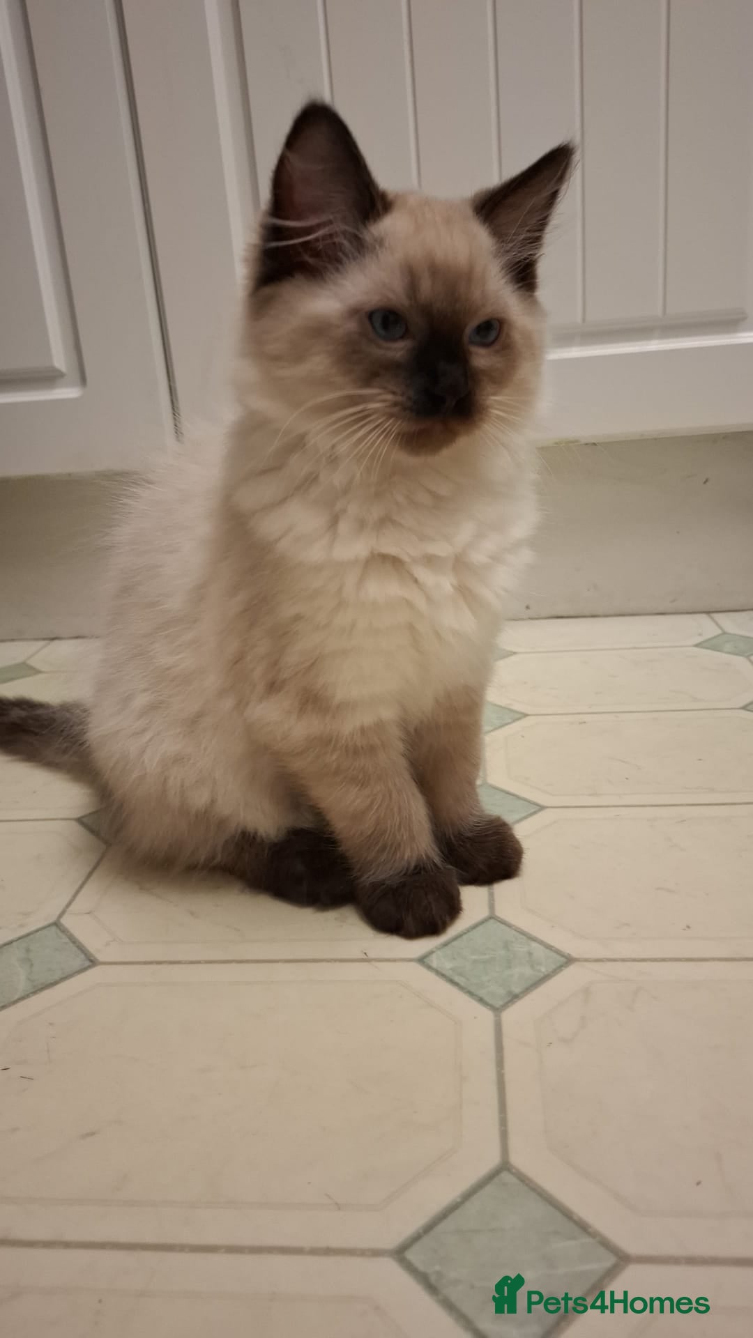 Ragdoll cats for sale: Ragdolls - Image 6