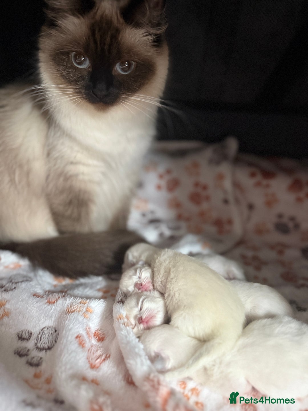 Ragdoll cats for sale: Beautiful Ragdoll Kitten for Sale – Seal Point - Advert 11