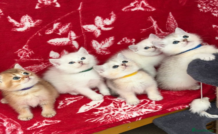 British Shorthair cats - Advert 6
