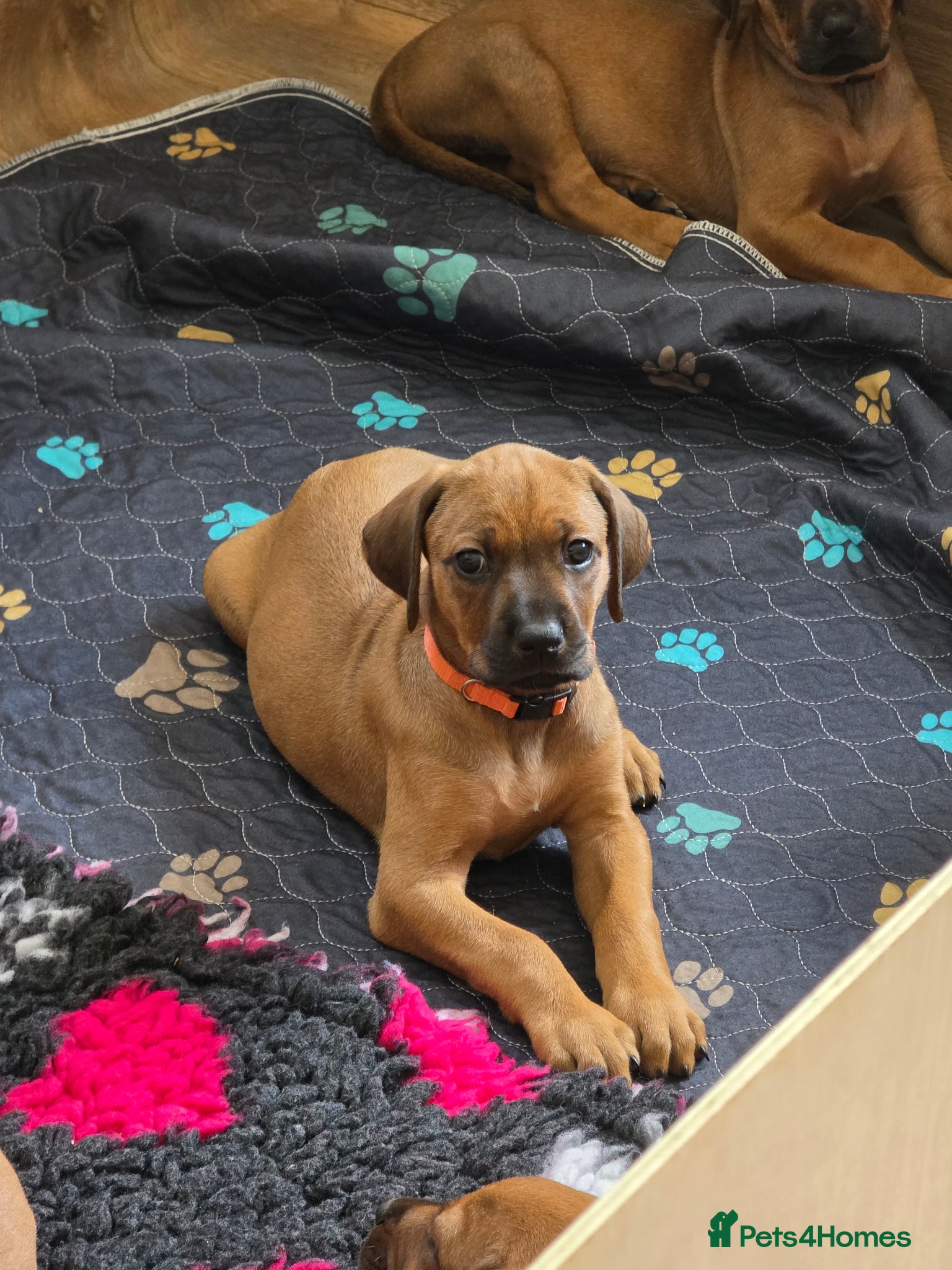 Rhodesian Ridgeback dogs 1st Pick of Litter Become Available  - Advert 6