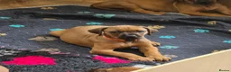 Rhodesian Ridgeback dogs for sale: X1 Girl Ready to Leave 16th June  - Advert 2