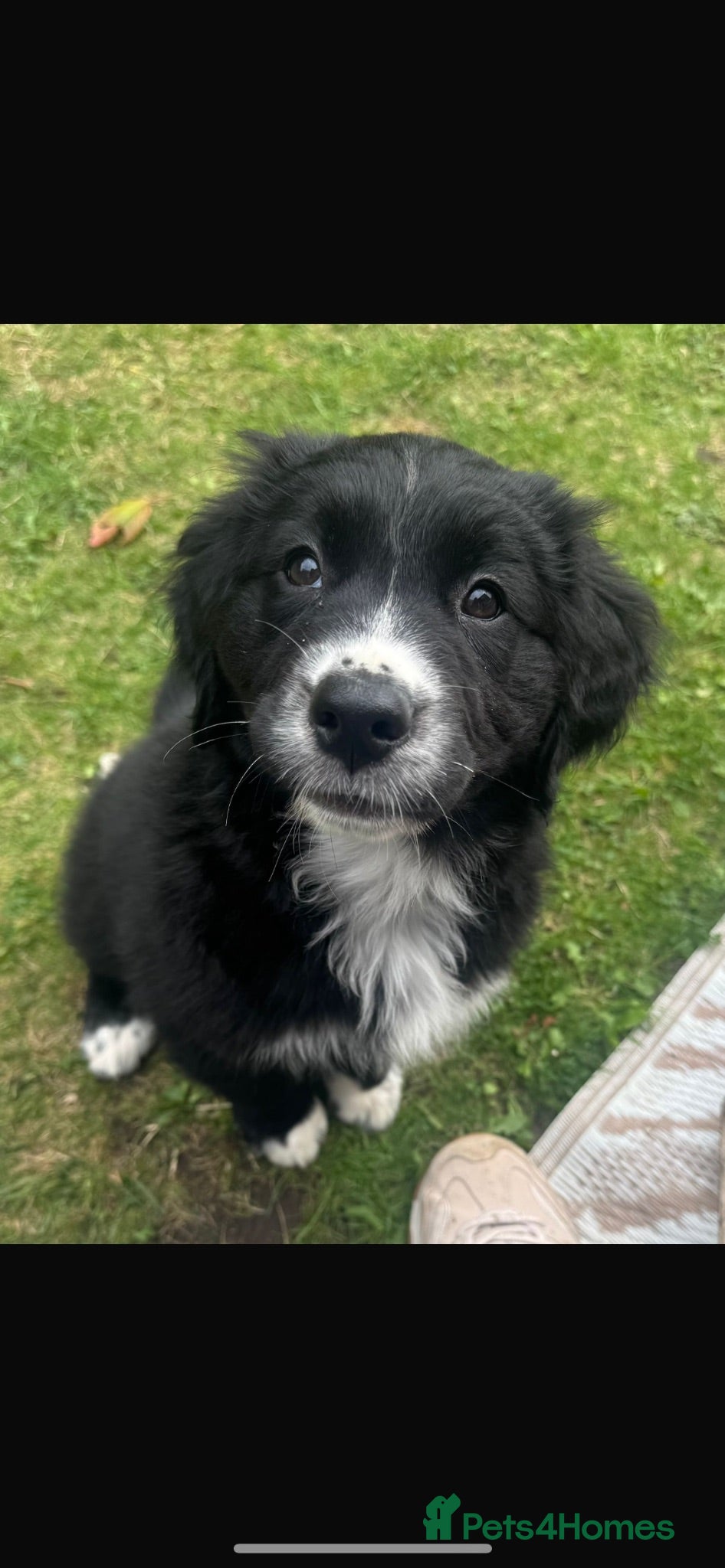 Mixed Breed dogs Golden Retriever x Australian Shepherd Puppies - Advert 1
