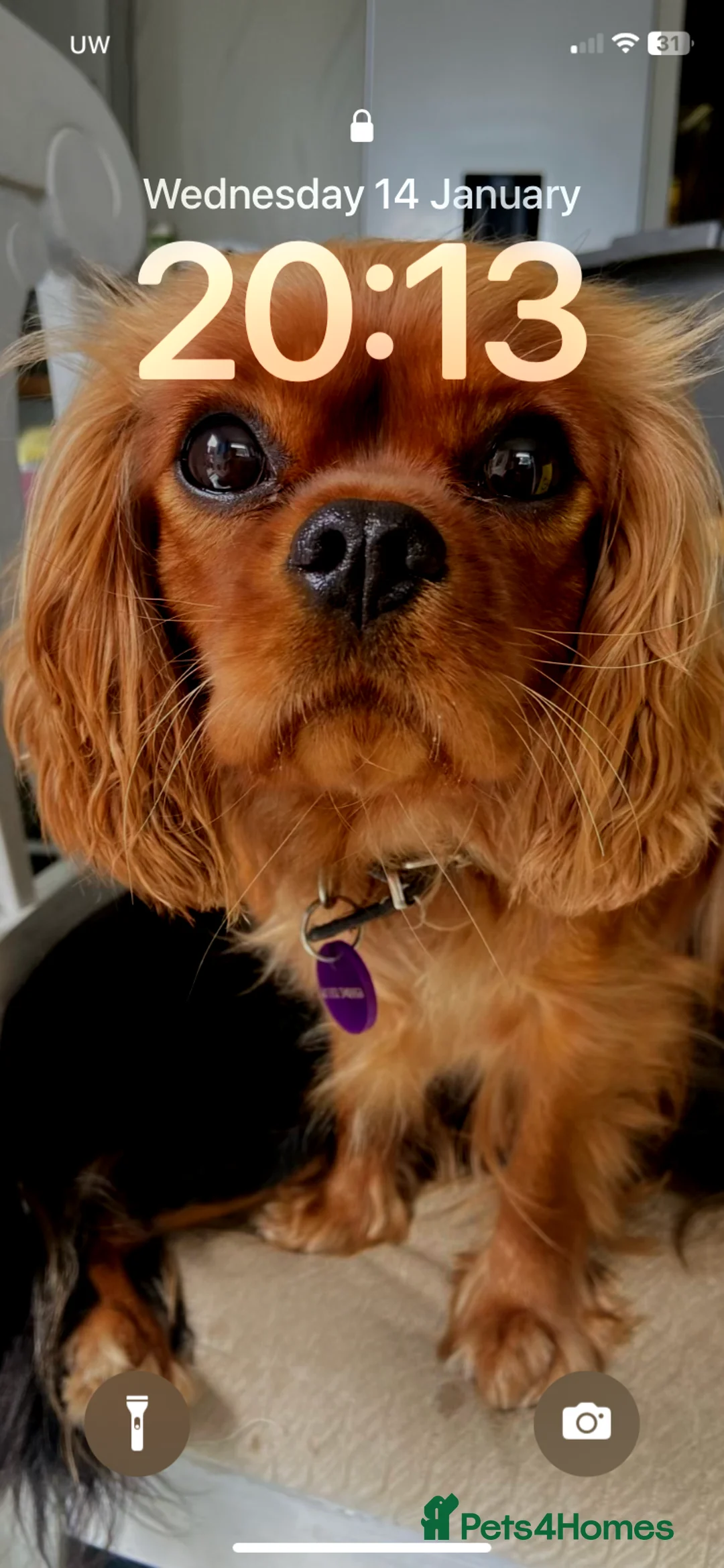 Cavalier King Charles Spaniel dogs for sale: Pure Ruby Red home bred pedigree Cavalier  - Advert 6