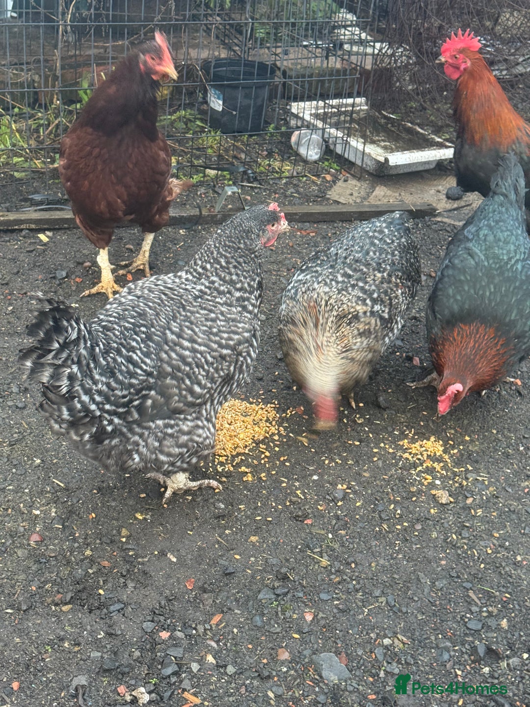 Chickens poultry for sale: X4 Egg laying hens - Advert 8