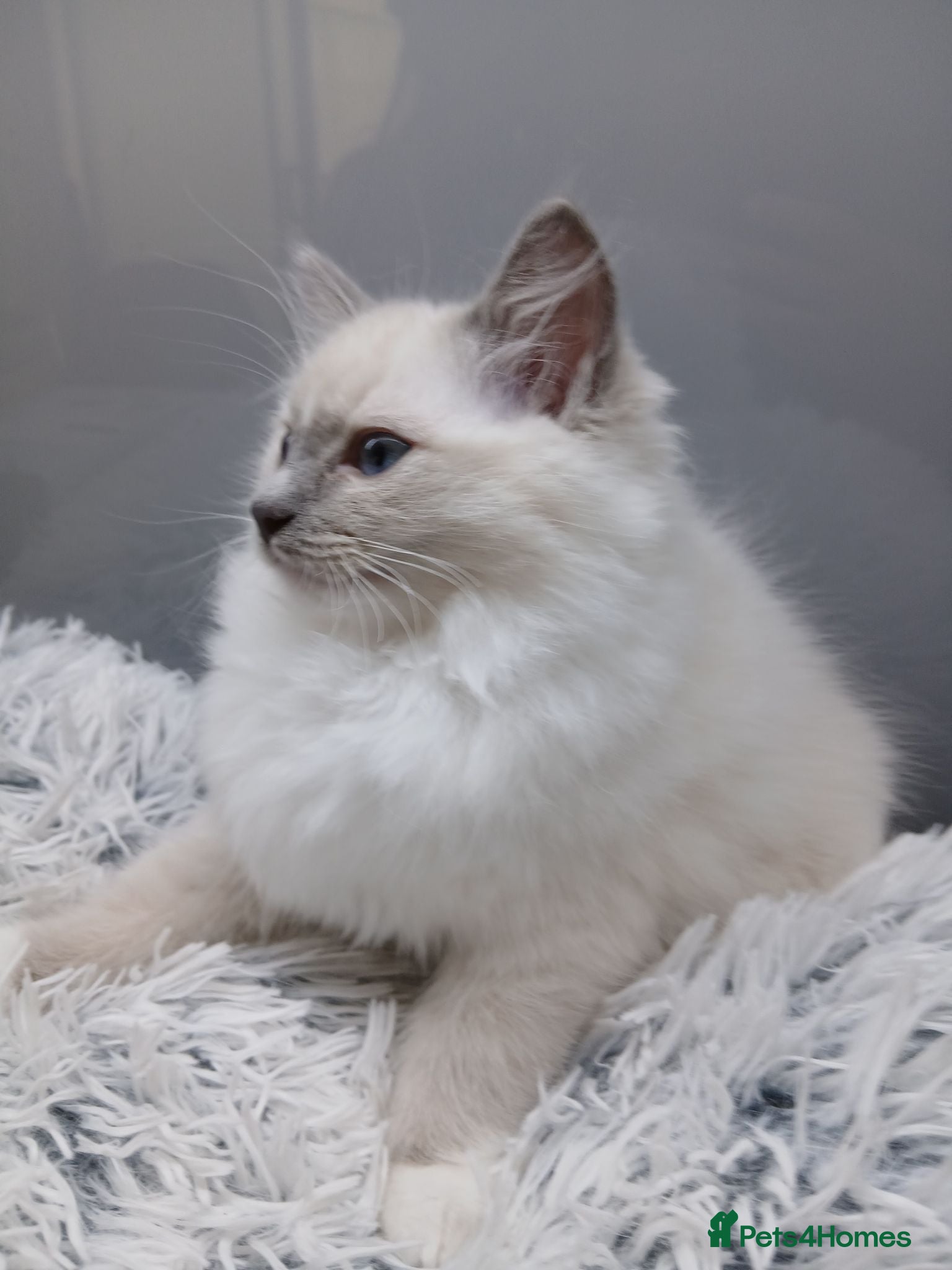 Ragdoll cats Ragdall Gccf ChampionBloodlines DNA TESTED - Advert 1