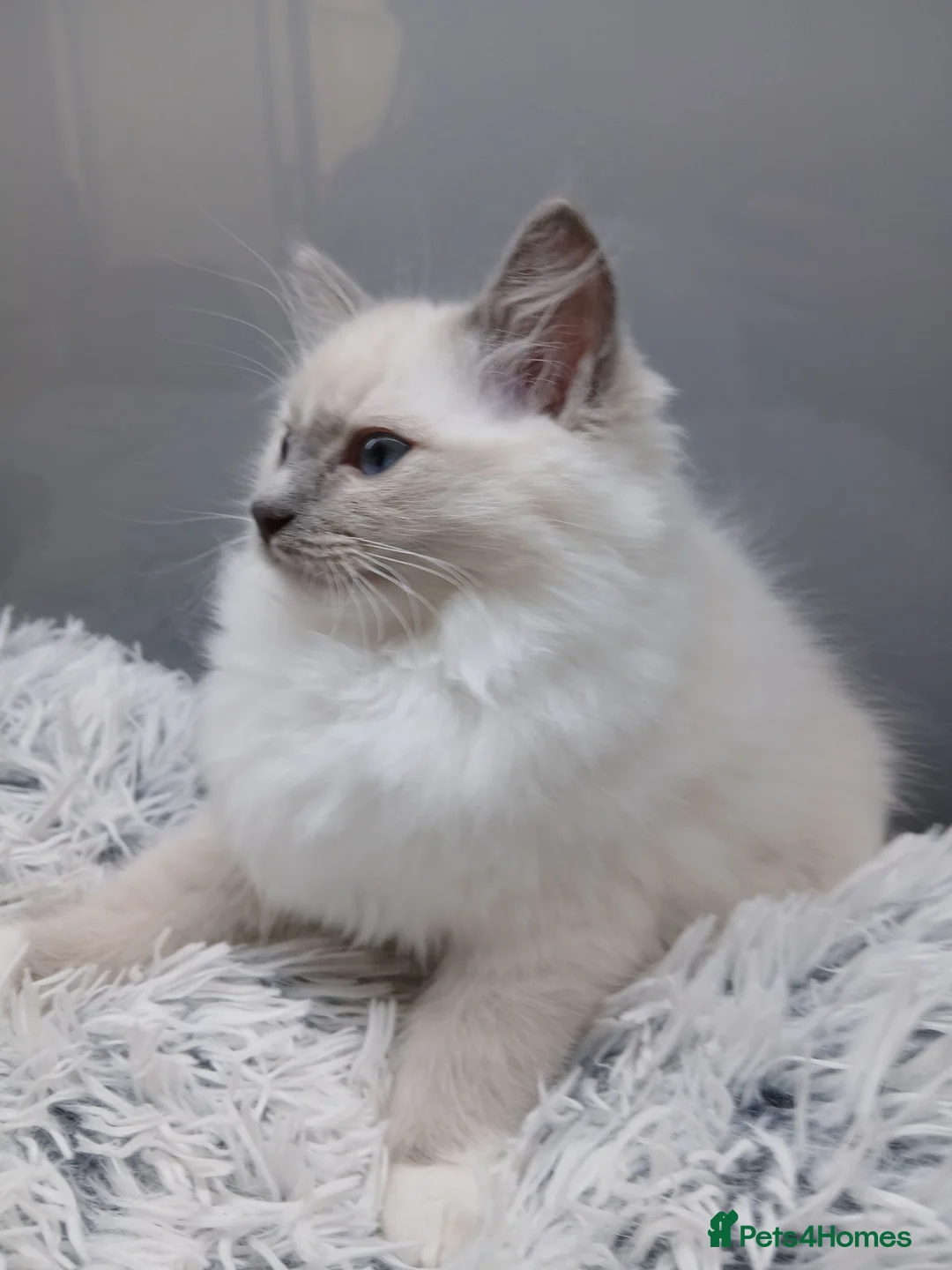 Ragdoll cats for sale: Ragdall Gccf ChampionBloodlines DNA TESTED - Advert 1