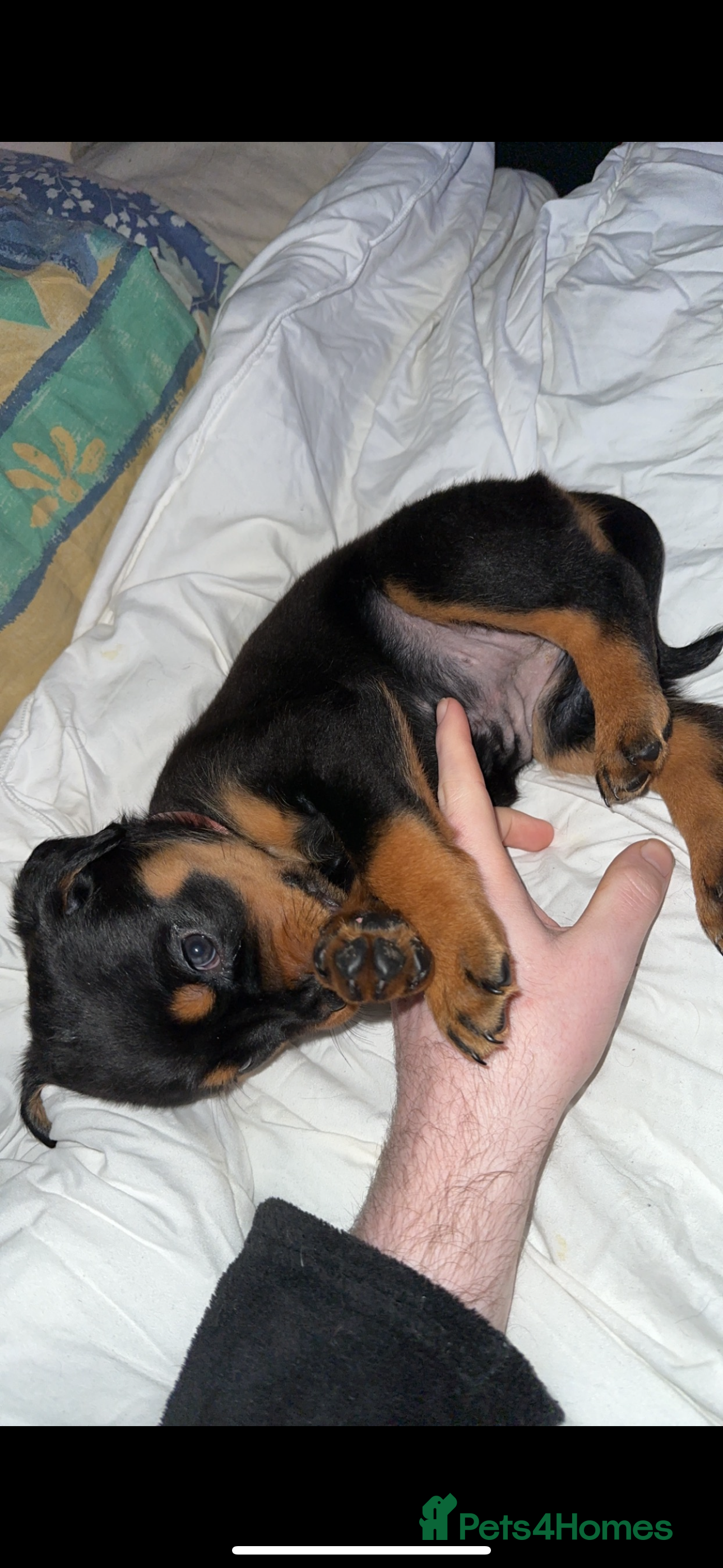 Rottweiler dogs My Roxy Rottweiler for stud  - Advert 1