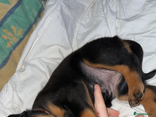 Rottweiler dogs My Roxy Rottweiler for stud - Advert 1