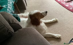 Brittany Spaniel dogs for adoption: MYRA! - Image 4