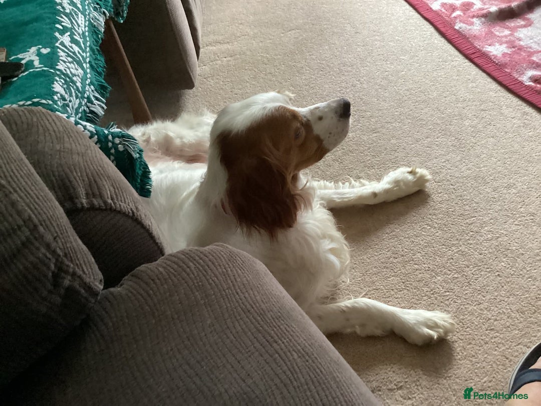 Brittany Spaniel dogs for adoption: MYRA! - Image 4