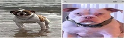 Mixed Breed dogs for sale: Mam an old tyme bulldog dad full American bulldog  in Bedlington - Advert 2