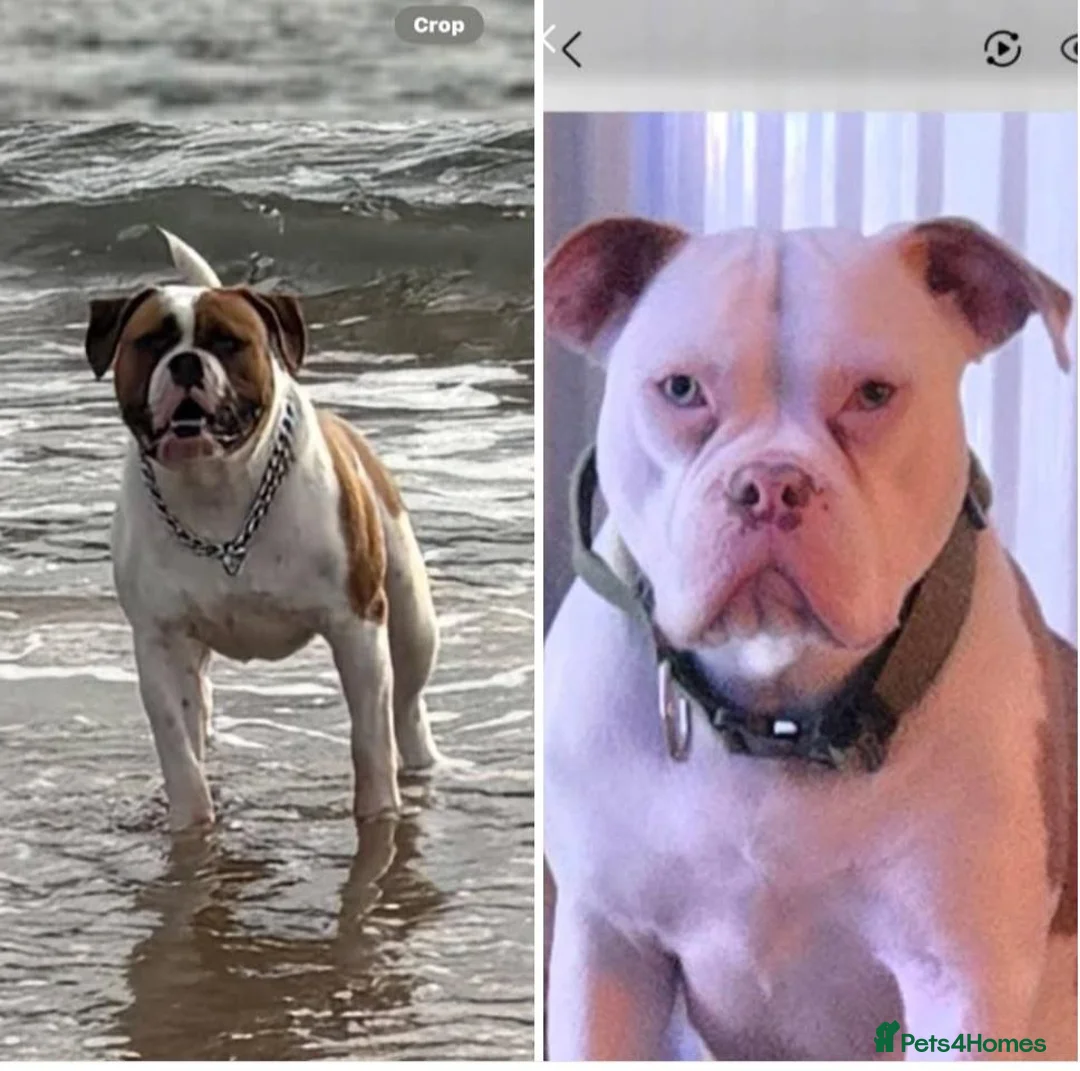 Mixed Breed dogs for sale: Mam an old tyme bulldog dad full American bulldog  in Bedlington - Advert 2