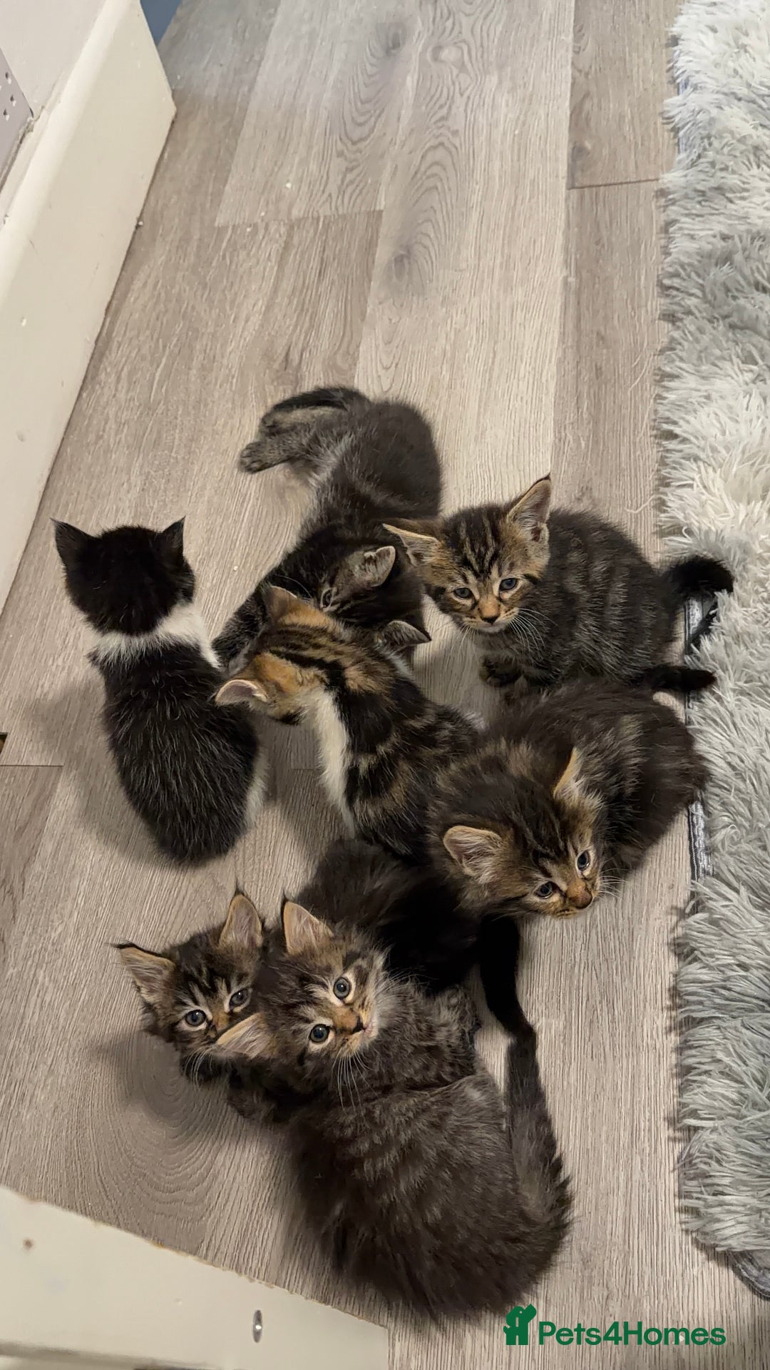 Mixed Breed cats for sale: 7 Adorable Kittens Looking for Loving Homes - Advert 5