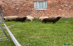 Sheep livestock for sale: Shetland sheep  - Image 2