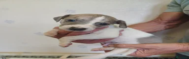 Whippet 7