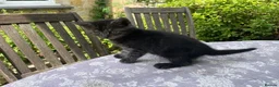 Maine Coon cats for sale: Beautiful Maine Coon X kittens  CUTIES!  - Advert 30