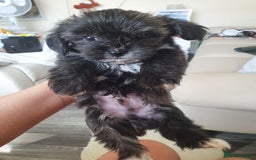 Morkie dogs for sale: Morkie puppies ready to leave  - Image 10