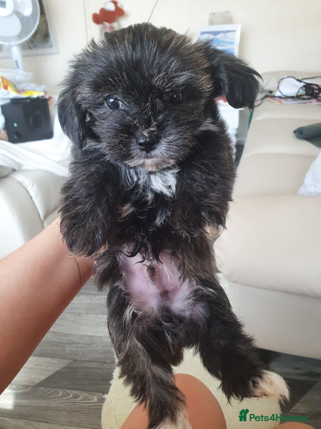 Morkie dogs for sale: Morkie puppies ready to leave  - Image 10